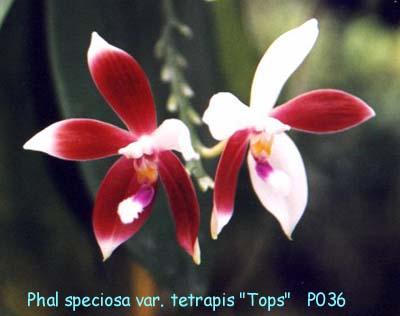P036spetps1P.jpg