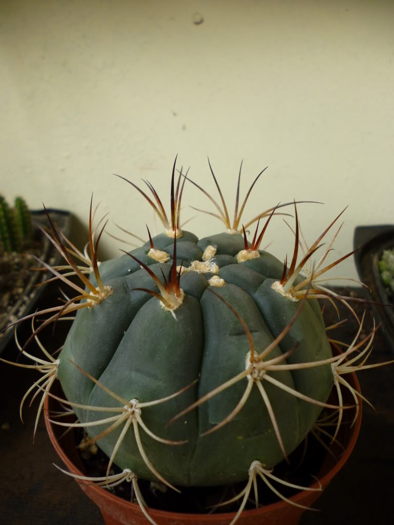 P1000154.jpg