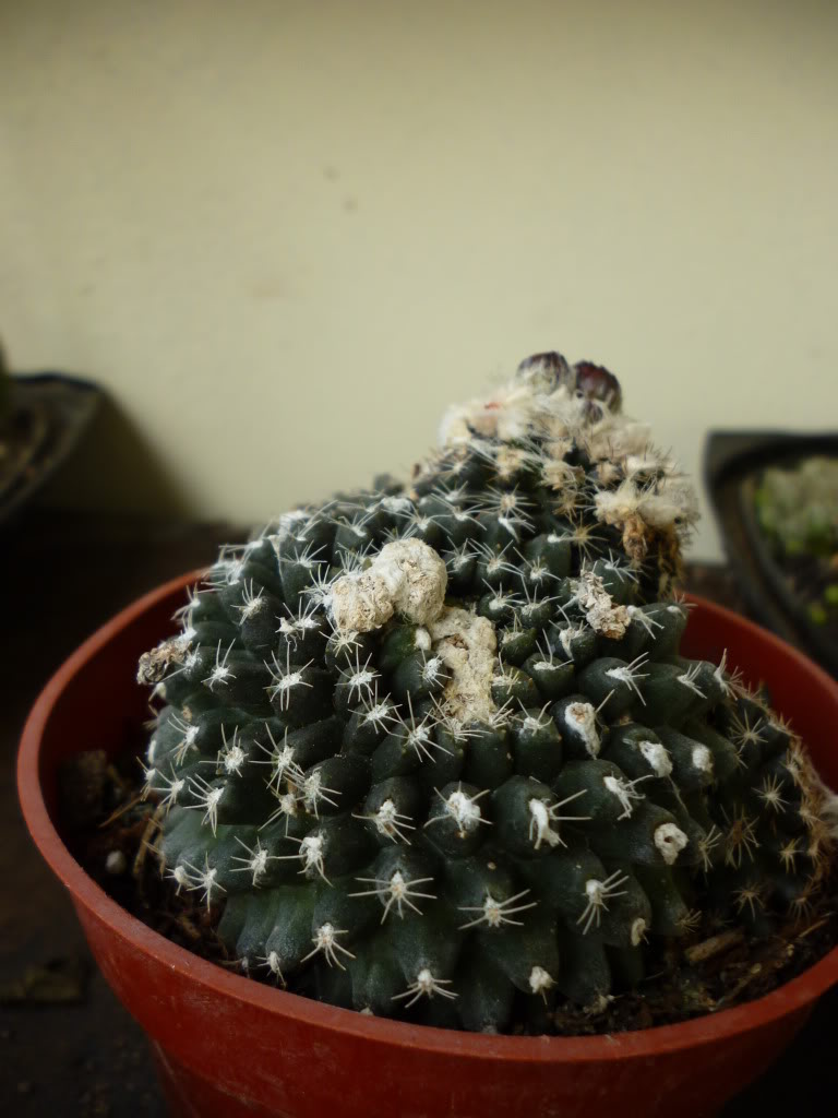 P1000159.jpg