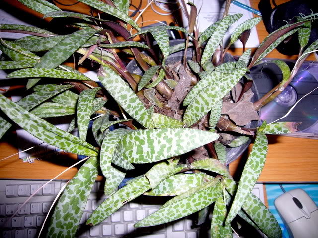 P1000205_2.jpg