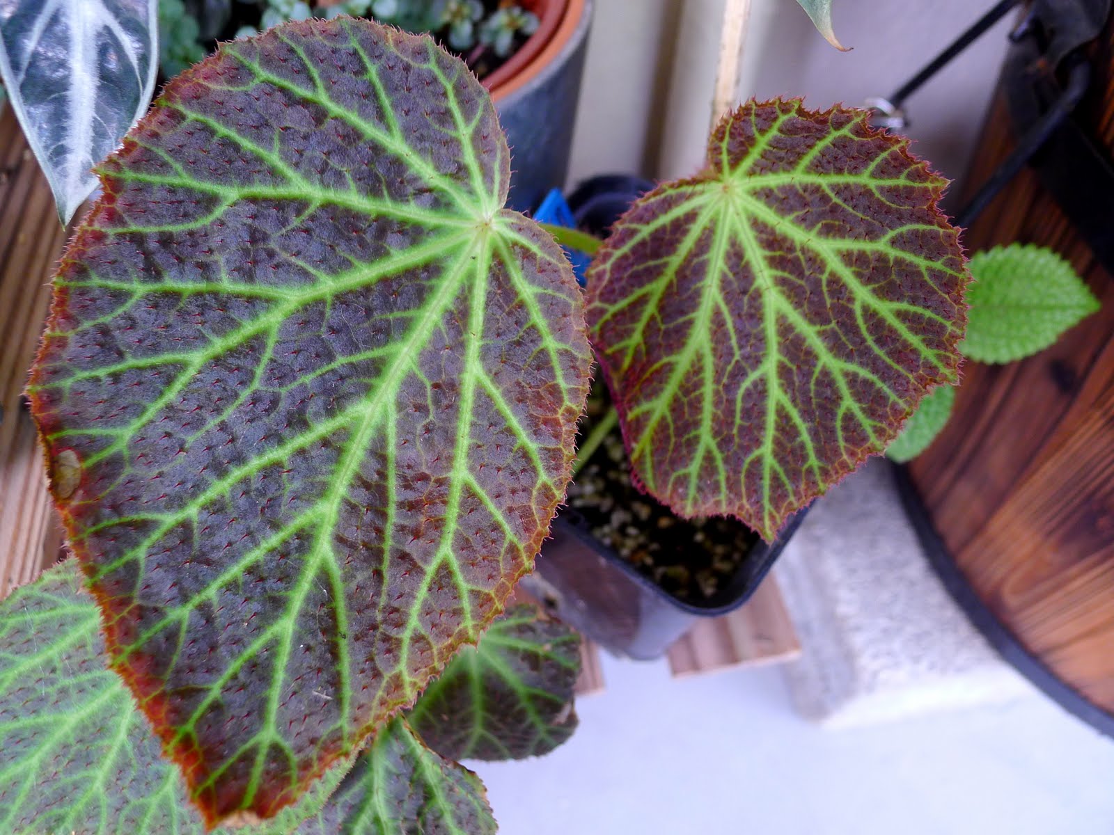 P1000241.JPG