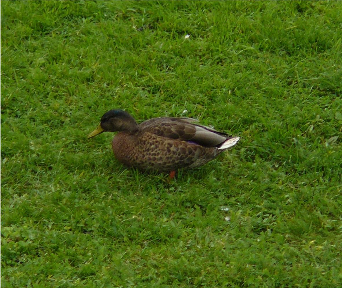 p1000401lr8.jpg