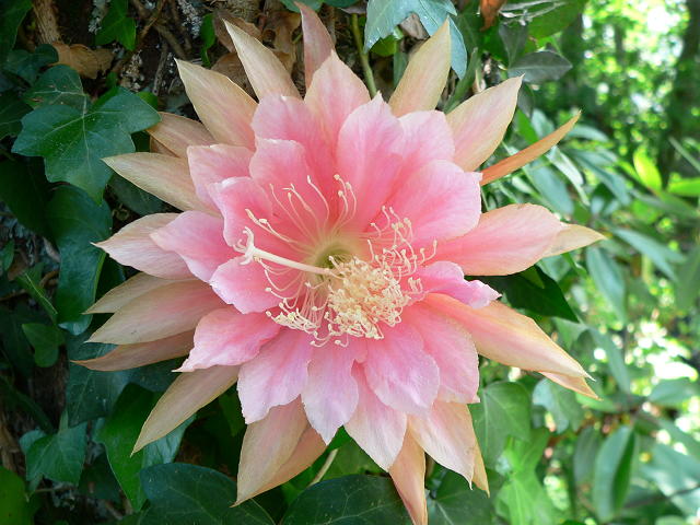 P1000492%281%29.JPG