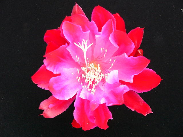 P1000529%281%29.JPG