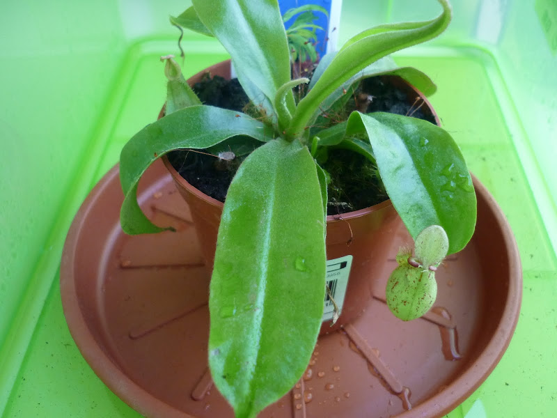 P1000591.JPG