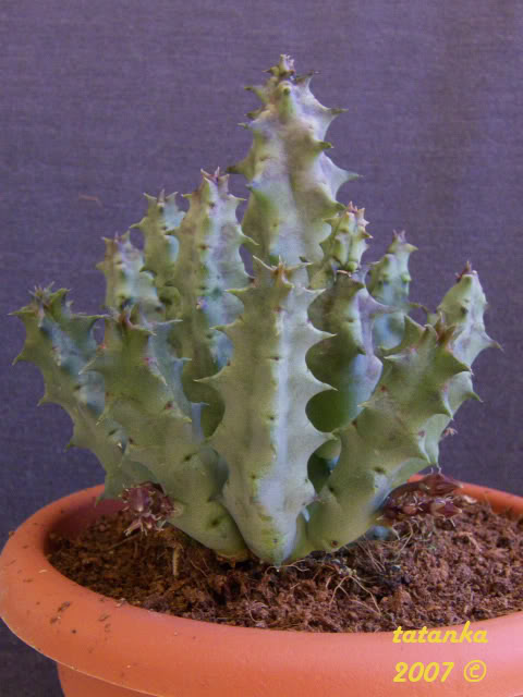 P1000624.jpg