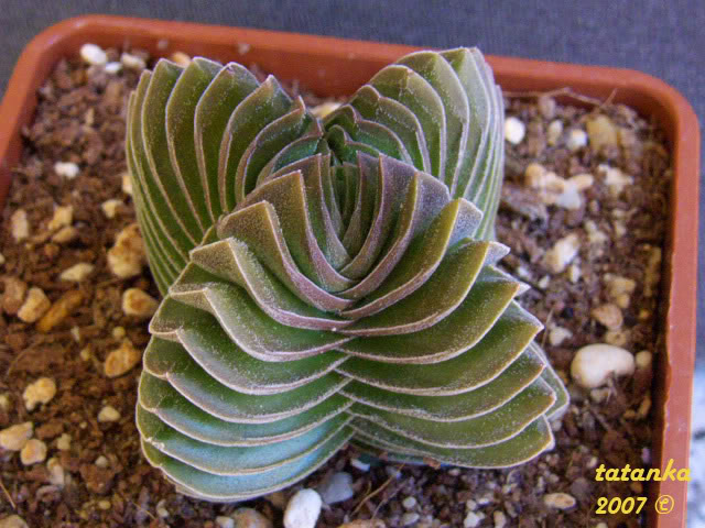 P1000631.jpg