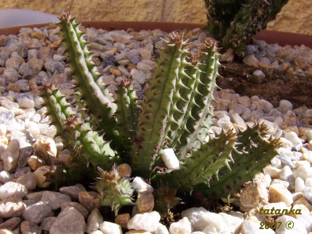 P1000637.jpg