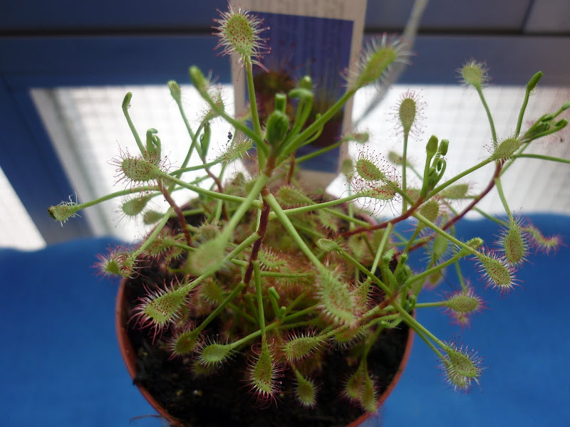 P1000710.JPG