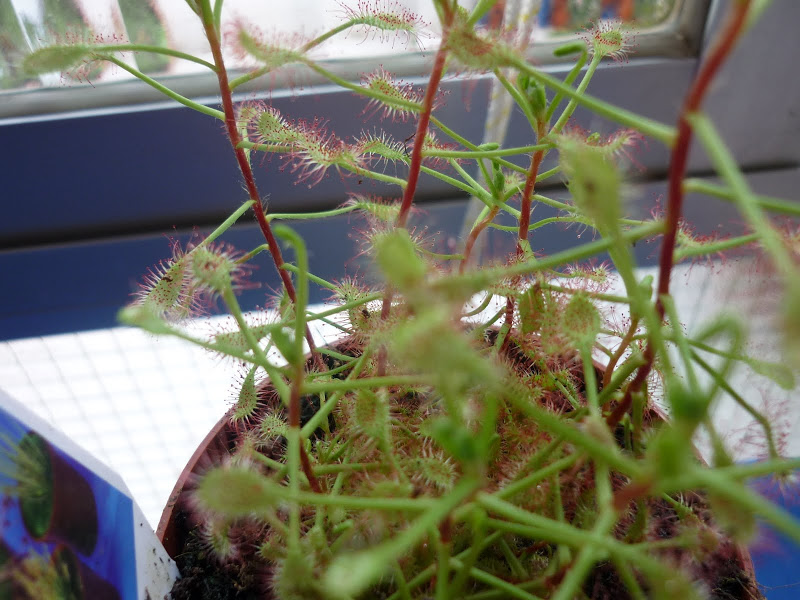 P1000713.JPG