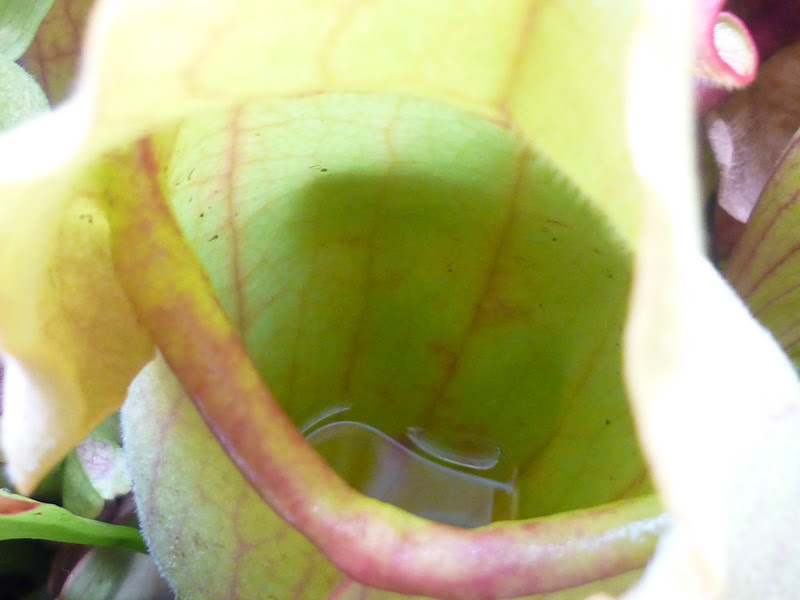 P1000723.JPG
