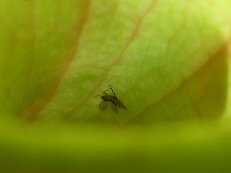 P1000725.JPG