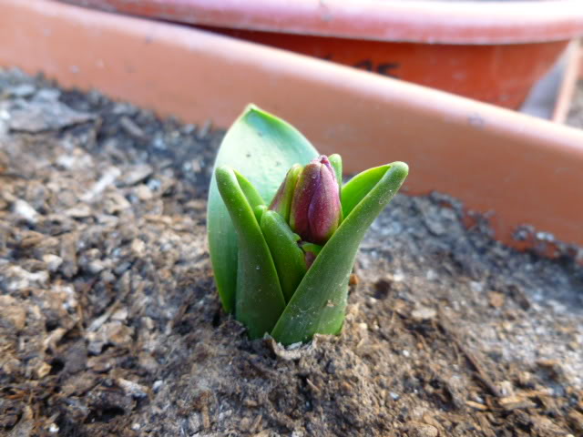 P1000820.jpg
