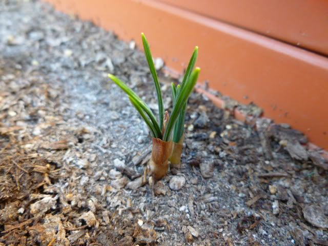 P1000821.jpg