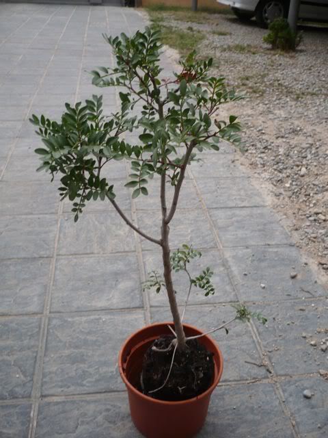 P1000864.jpg