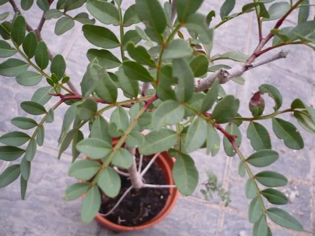 P1000866.jpg