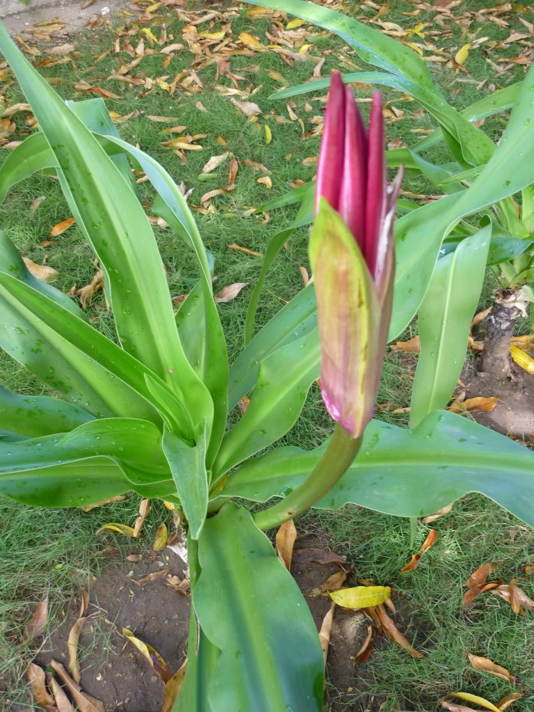 P1000926.jpg