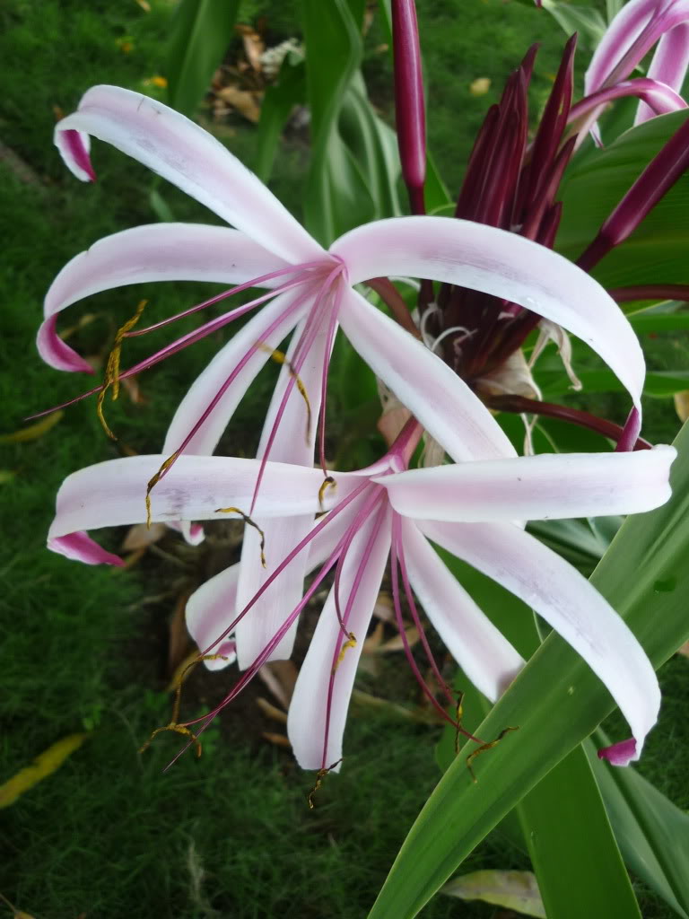 P1000931.jpg