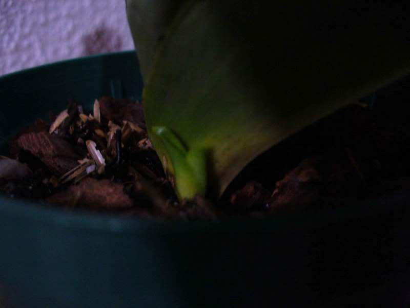 P1000936.jpg