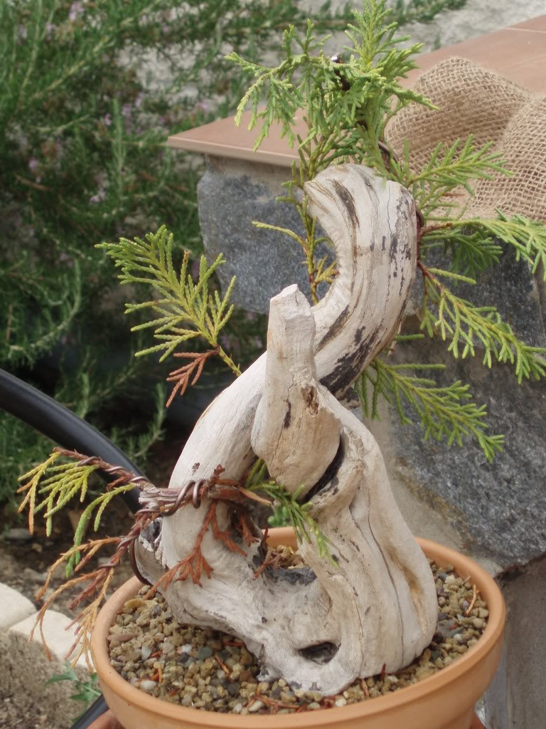 P1010001-1.jpg