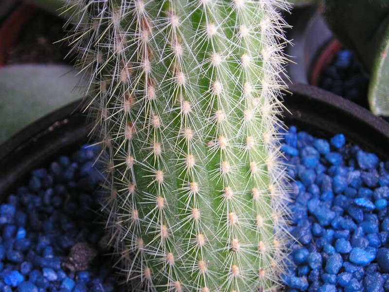 P1010001-1.jpg