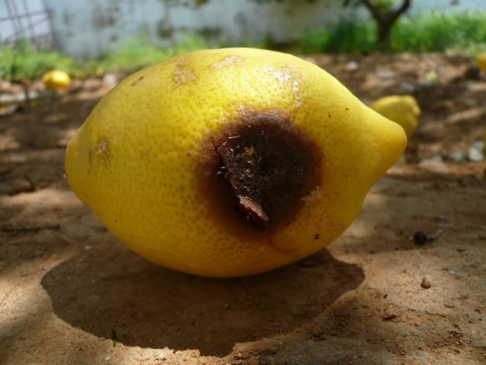 P1010001.jpg