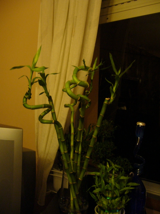 P1010002.JPG