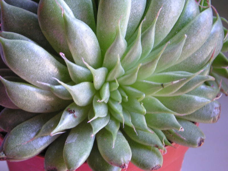 P1010002ngf_2.jpg