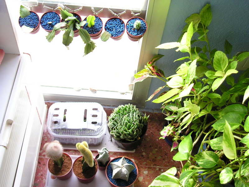 P1010003-1.jpg