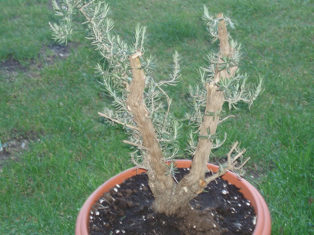 P1010003-2.jpg