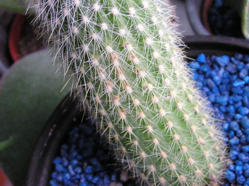 P1010003-3.jpg