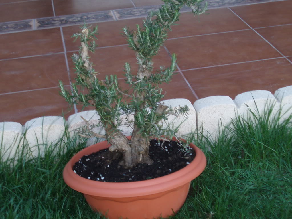 P1010005-2.jpg