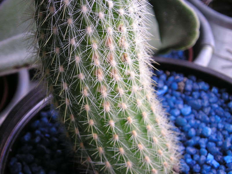 P1010005-2.jpg
