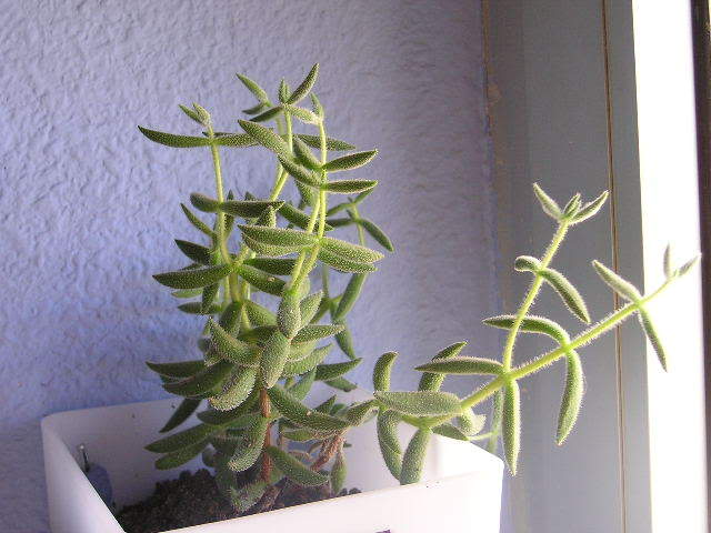 P1010005.jpg