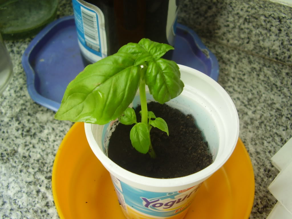 P1010007-1.jpg