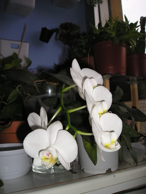P1010009-1.jpg