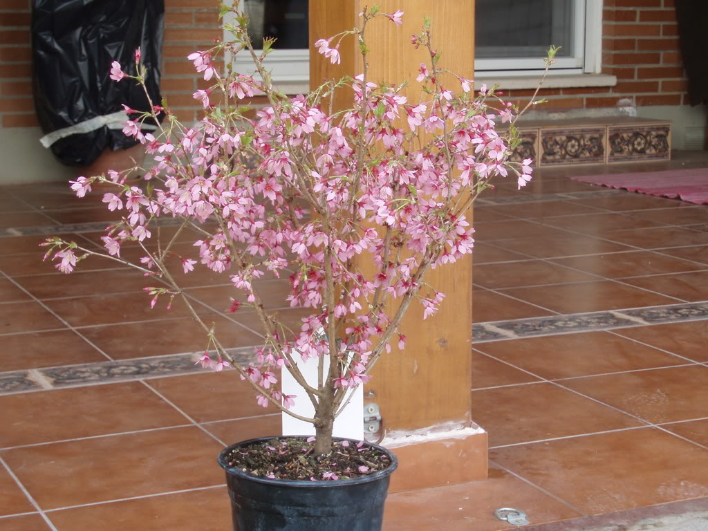 P1010009.jpg