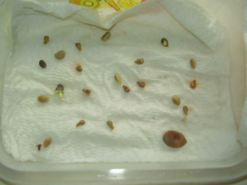 P1010009.jpg