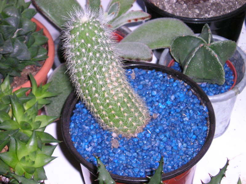 P101000jhg1_2.jpg