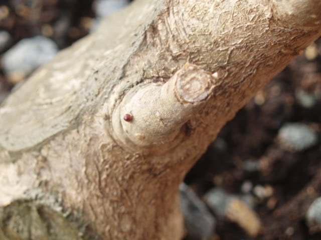 P1010010-1.jpg