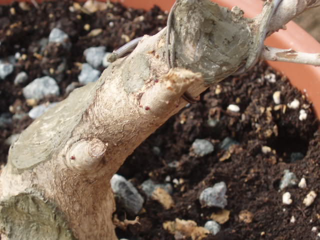 P1010011-1.jpg