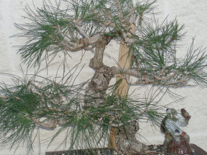 P1010011-4.jpg