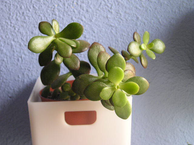 P1010013-1.jpg