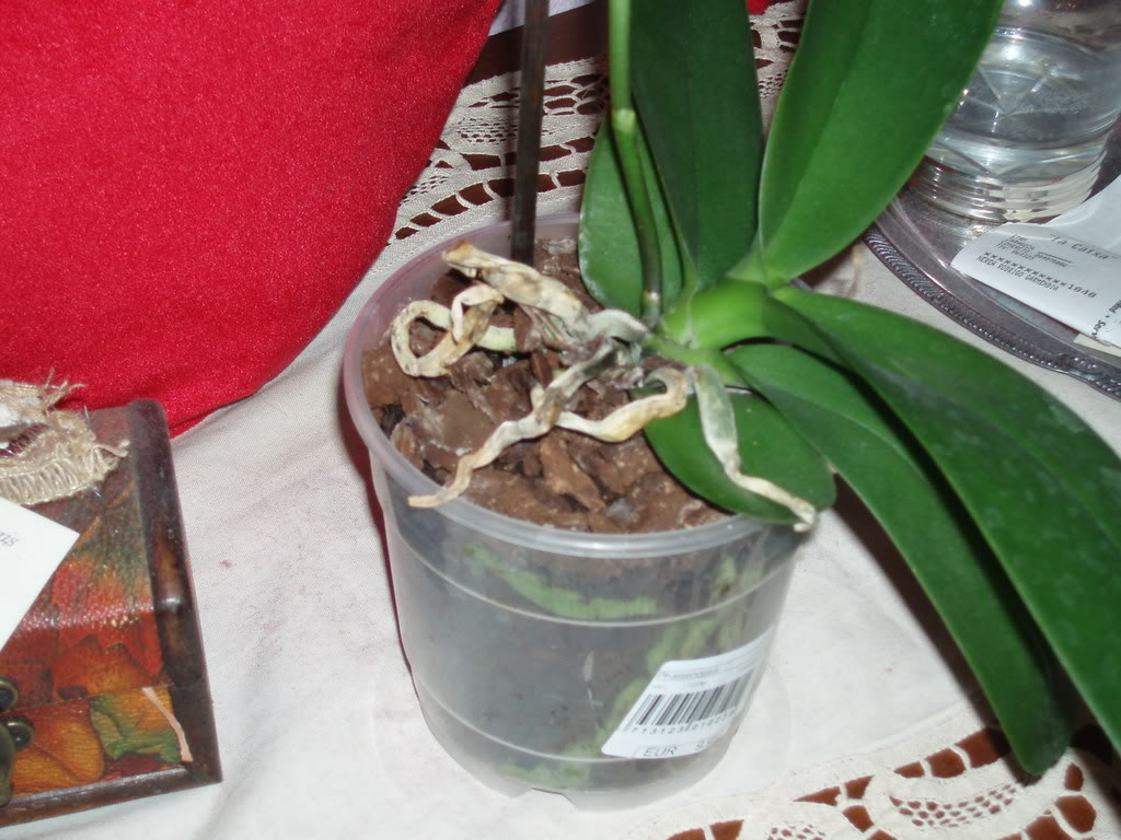 P1010014-2.jpg