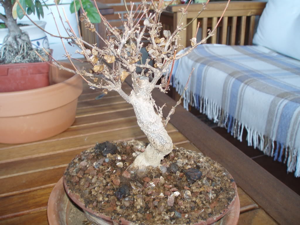 P1010014.jpg