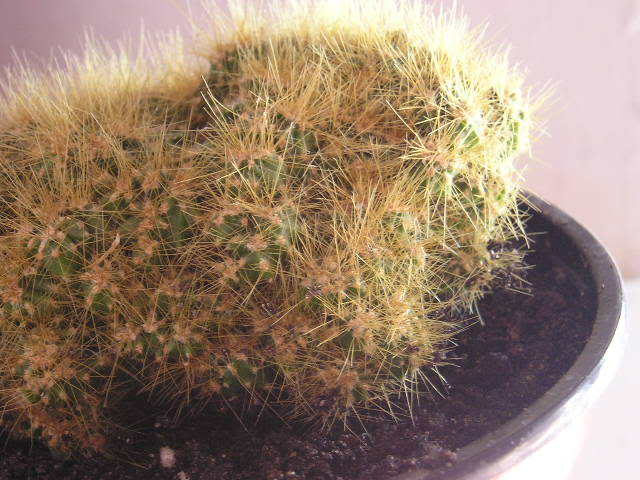 P1010014.jpg