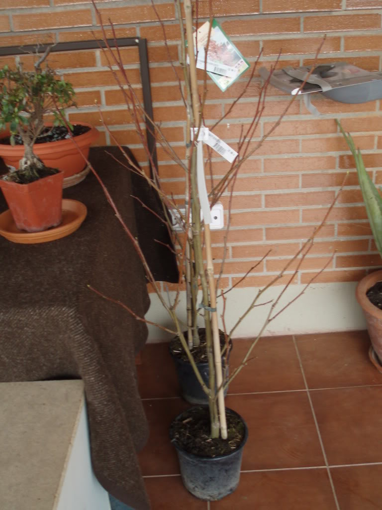 P1010017-1.jpg