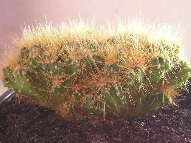 P1010017.jpg