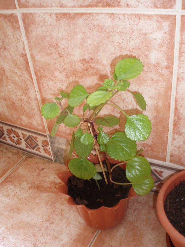 P1010018_zpscf835e55.jpg
