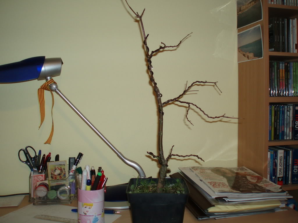 P1010019.jpg